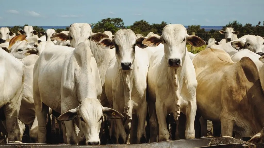 Transformação Pecuária em Mato Grosso: Recorde no Abate de Bovinos e Exportação de Carne para 92 Países