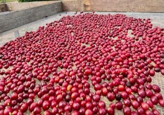 Rio Grande do Norte cria novo polo de cafeicultura com o Projeto Cafés do RN — cafés arábica e robusta ganham espaço