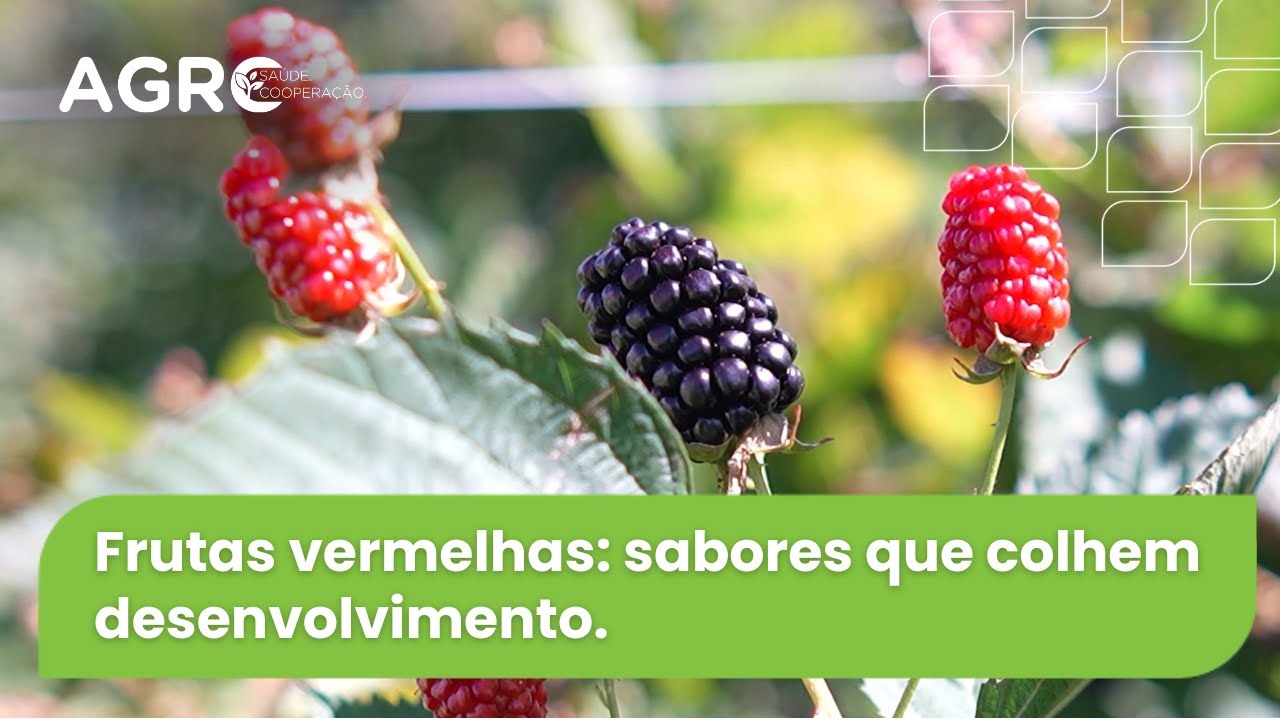 "Agro Catarinense: Crescimento do Cultivo de Frutas Vermelhas Impulsiona Turismo na Serra"