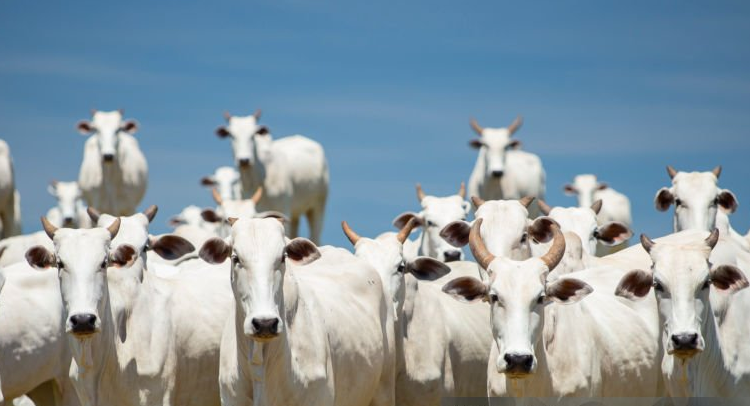 Mercado Pecuário MS: Arroba do Boi e da Vaca Gorda sobem em Campo Grande, Dourados e Três Lagoas; Boi China mantém preço no Paraná e avança em SP, MG, MT, MS e GO