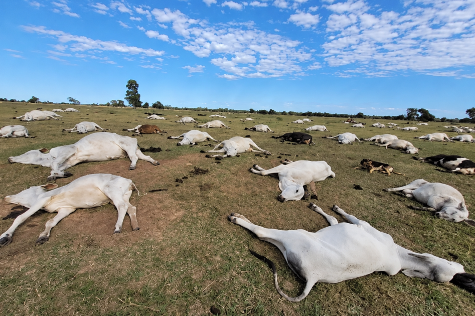Frio intenso em Mato Grosso do Sul mata 83 bovinos; Iagro orienta proteção do rebanho e reforço alimentar