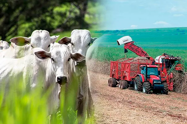 "Conformidade Ambiental e Rastreabilidade no Agronegócio Brasileiro: O Desafio Imposto pela União Europeia"