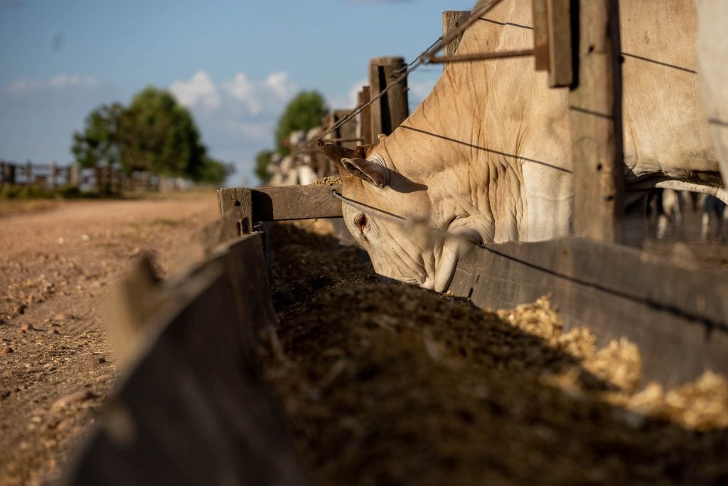 "Mato Grosso Revoluciona a Pecuária: Aumento de 42,9% no Abate e Expansão Global"