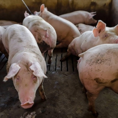 Preços do suíno vivo e da carne suína caem no Brasil com demanda fraca e oferta alta, atingindo menor nível desde março de 2022, aponta Cepea