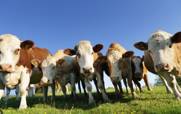 Mercado do Boi Gordo em Fevereiro: Preços Firmes, Demanda Interna Acelerando e Exportações de Carne Bovina em Patamar Recorde