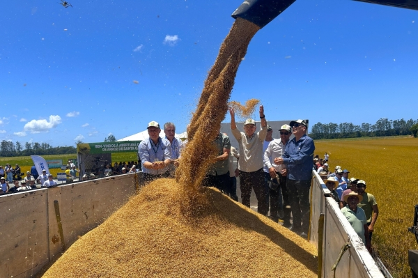 Crise Econômica e União no Agro: Desafios e Soluções na Abertura da Colheita do Arroz SC 2026