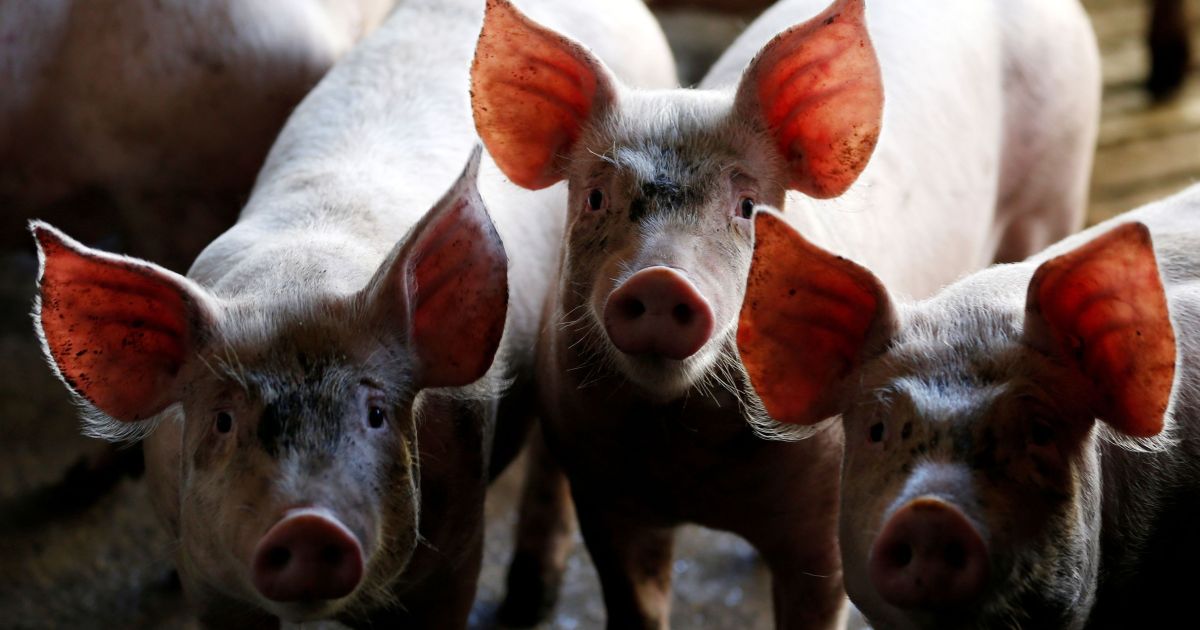 Estruvita: fertilizante de fósforo de liberação lenta, economia circular, transforma resíduos suínos em insumo agrícola no Brasil