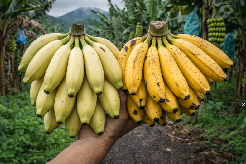 Banana Clarinha (SCS455): nova variedade aprovada pelo Mapa em Santa Catarina com cerca de 43% menos clorofila e maior atratividade comercial