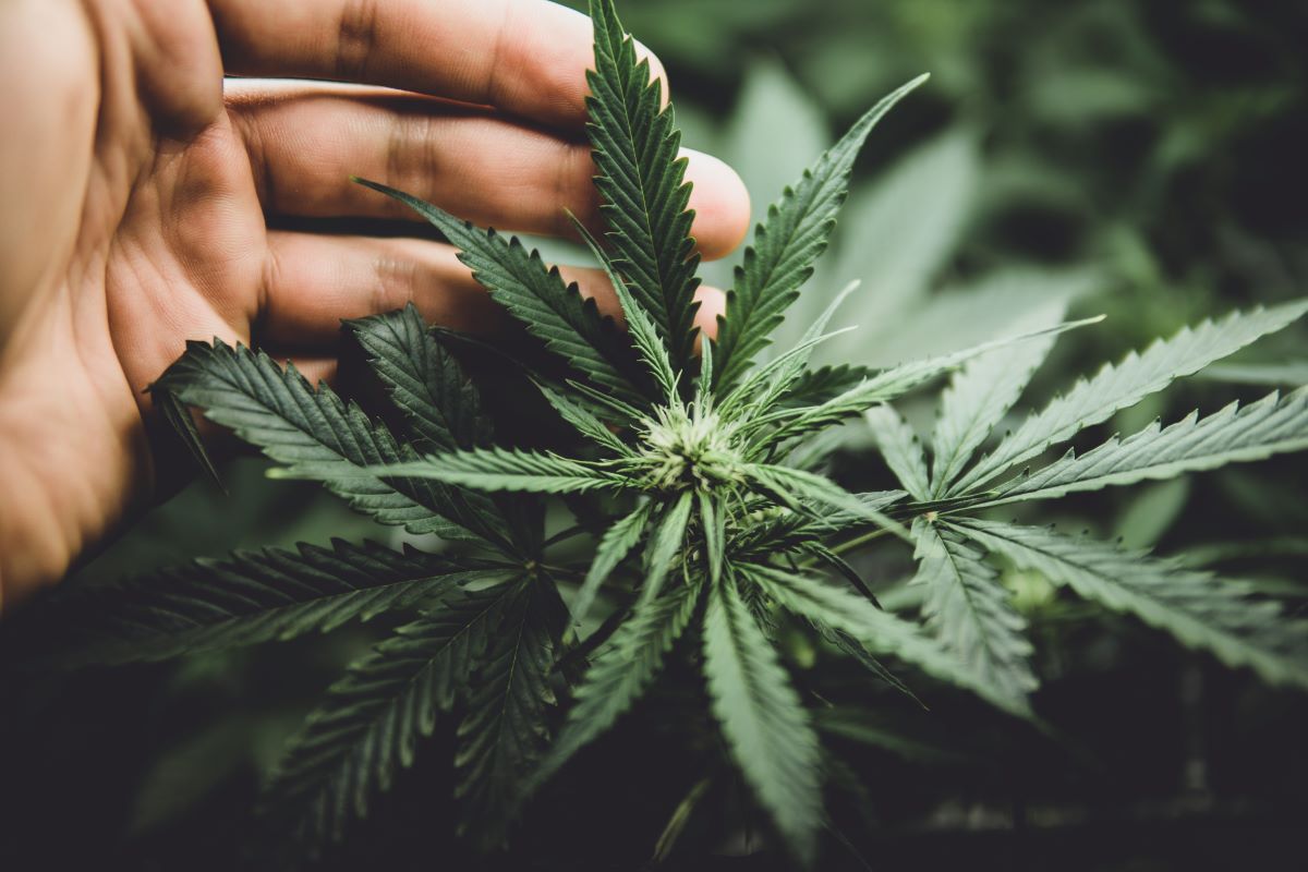 "Anvisa Vota Liberação do Cultivo de Cannabis Medicinal: Impactos e Regras para o Brasil"