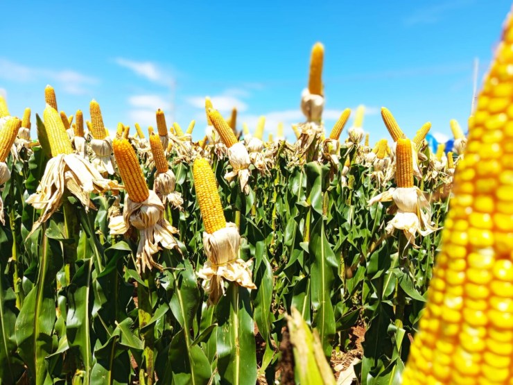 Inovação Sustentável no Agronegócio: Bioinsumos Dominam Pedidos de Patentes no Brasil