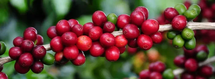 "Recorde na Agropecuária Mineira: VBP Alcança R$ 167,8 Bi em 2025 com Café em Destaque"