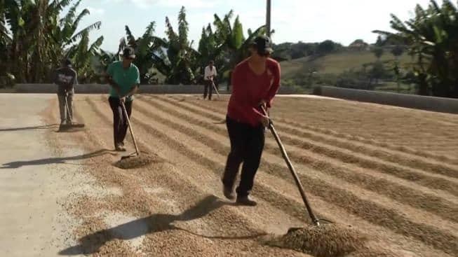 Café brasileiro cai nas exportações para os EUA após tarifa de 40% e revogação; Brasil busca diversificar mercados