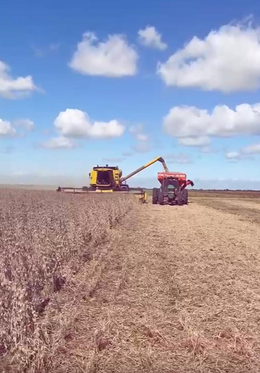 Soja em queda: preços recuam com grande oferta, endividamento rural e incertezas no Oriente Médio atrasam o plantio da próxima safra no Brasil