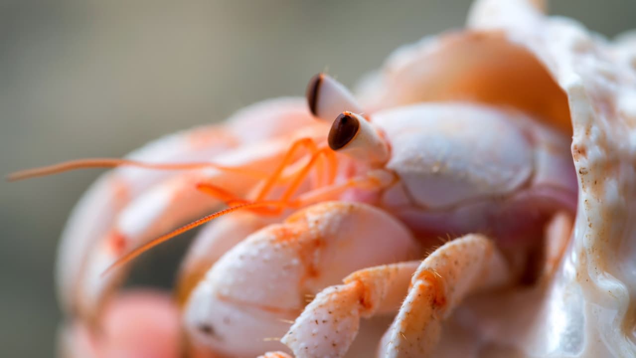 Abertura da Safra de Camarão-Rosa no Rio Tramandaí: Oportunidade para Pesca Artesanal e Sustentabilidade Ambiental