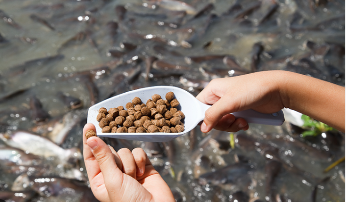Produção mundial de ração chega a 1,44 bilhão de toneladas em 2025; aquicultura lidera crescimento, Brasil impulsiona exportações e Agrotins 2026