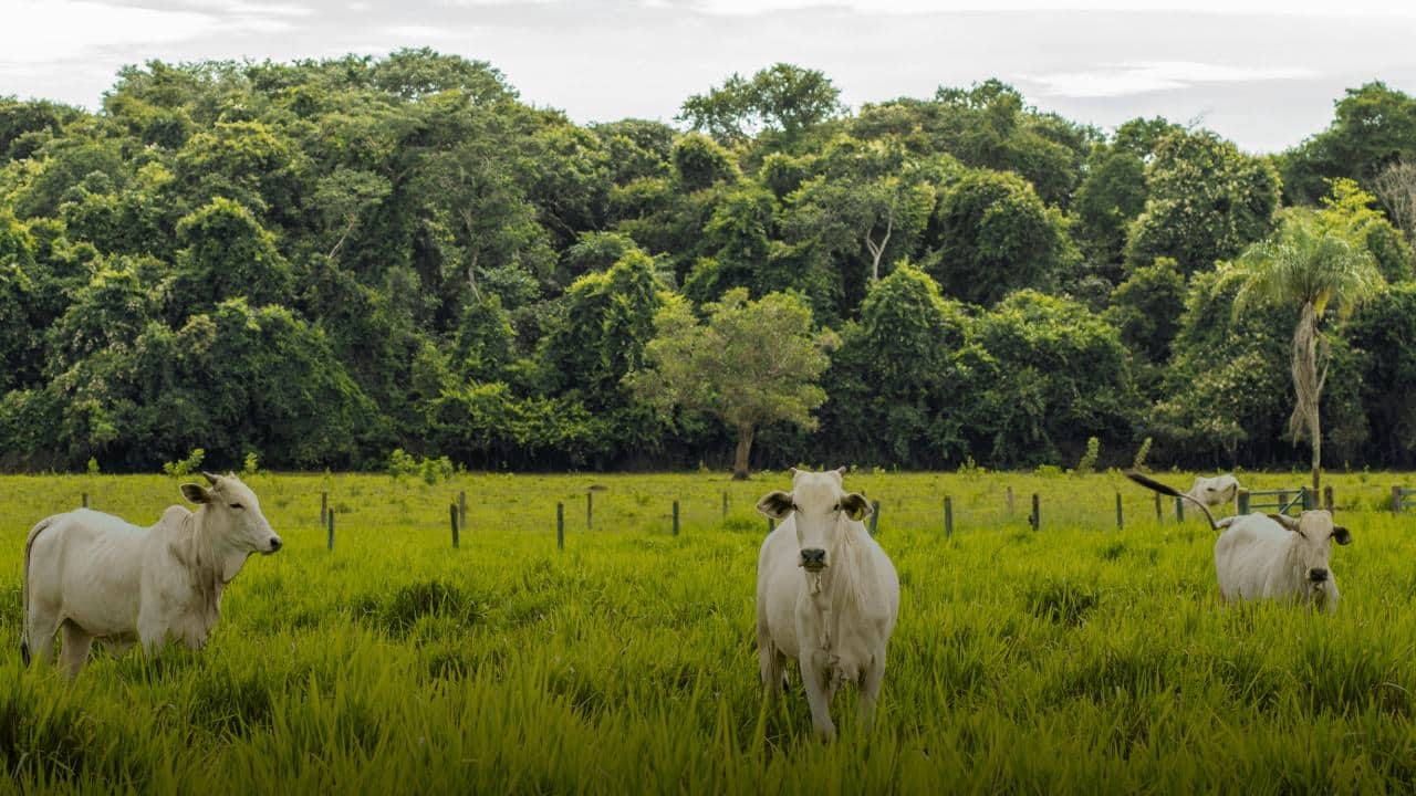 Sequestro de carbono pode entrar no caixa de produtores rurais