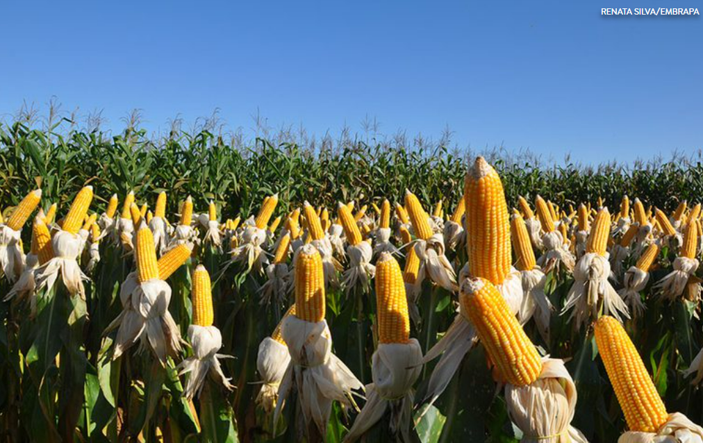 "Inovações Verdes na Agricultura Brasileira: Biofertilizantes e Biodefensivos Lideram Patentes no INPI"