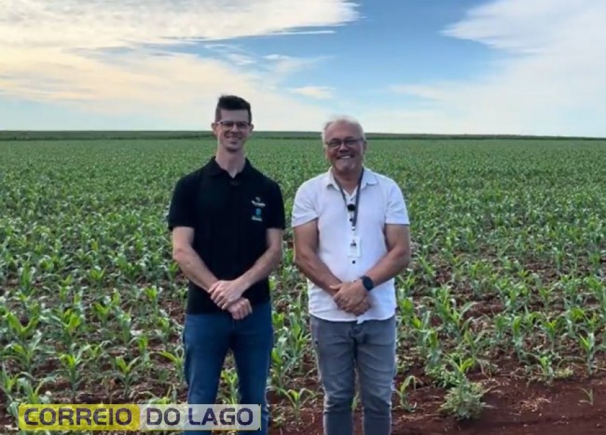 Seguro agrícola: planejamento antecipado e subvenção governamental garantem proteção, replantio e indenização para safras de milho, soja e trigo