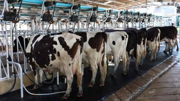 Megaleite 21ª edição: produtores de leite pressionam governo por tarifas contra dumping de leite em pó da Argentina e do Uruguai