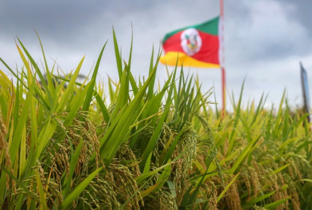 Safra de Arroz Irrigado no Rio Grande do Sul atinge 98% da área com produtividade acima das projeções, segundo Emater/RS-Ascar