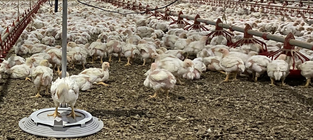 Calor extremo na França mata centenas de milhares de aves e leva a enterros de granjas nas principais regiões produtoras