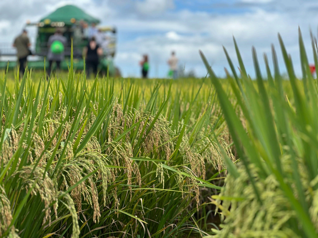 Arroz, de protagonista a figurante nas mesas dos brasileiros: os desafios da rizicultura nacional