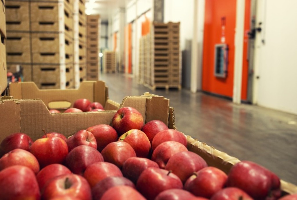 Exportações de Maçãs em SC: Inspeções Fitossanitárias na Origem Aumentam Competitividade