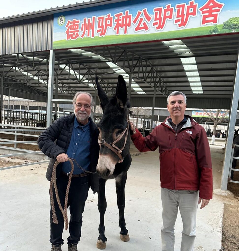 Inovação na Asininocultura: Intercâmbio Brasil-China Revoluciona Produção de Leite de Jumentas e Sustentabilidade