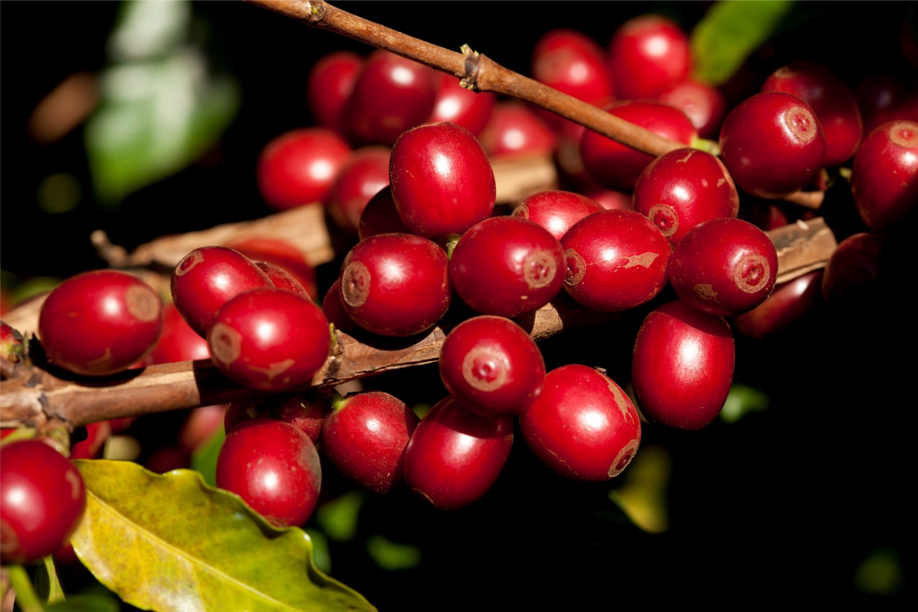 "Chuva Beneficia Café Arábica, mas Aumenta Risco de Doenças no Espírito Santo; Impactos no Preço em 2025"