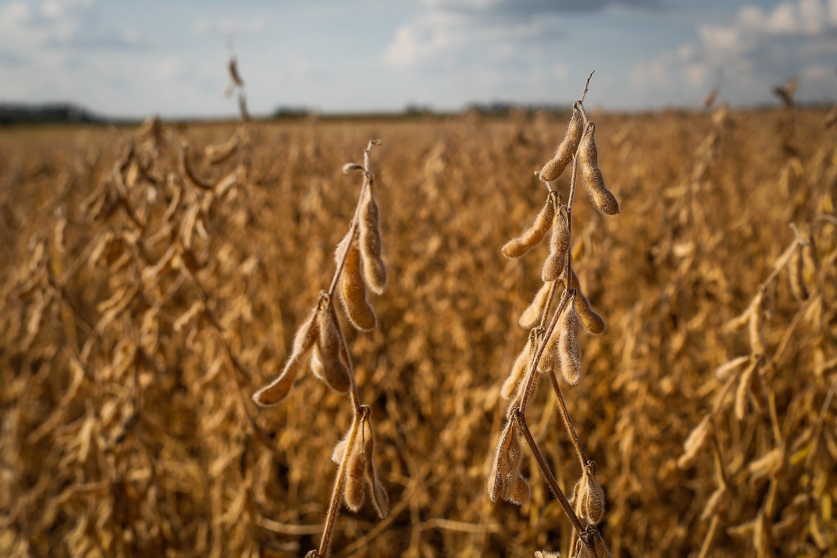 Seedcorp HO aposta em inovação genética e I2X para reconquistar participação no mercado brasileiro de sementes de soja