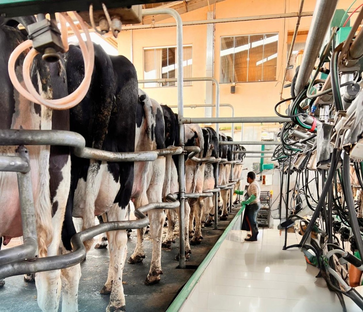 Preço do leite ao produtor no Brasil sobe 31% em 4 meses e pode desacelerar no 2º semestre de 2026