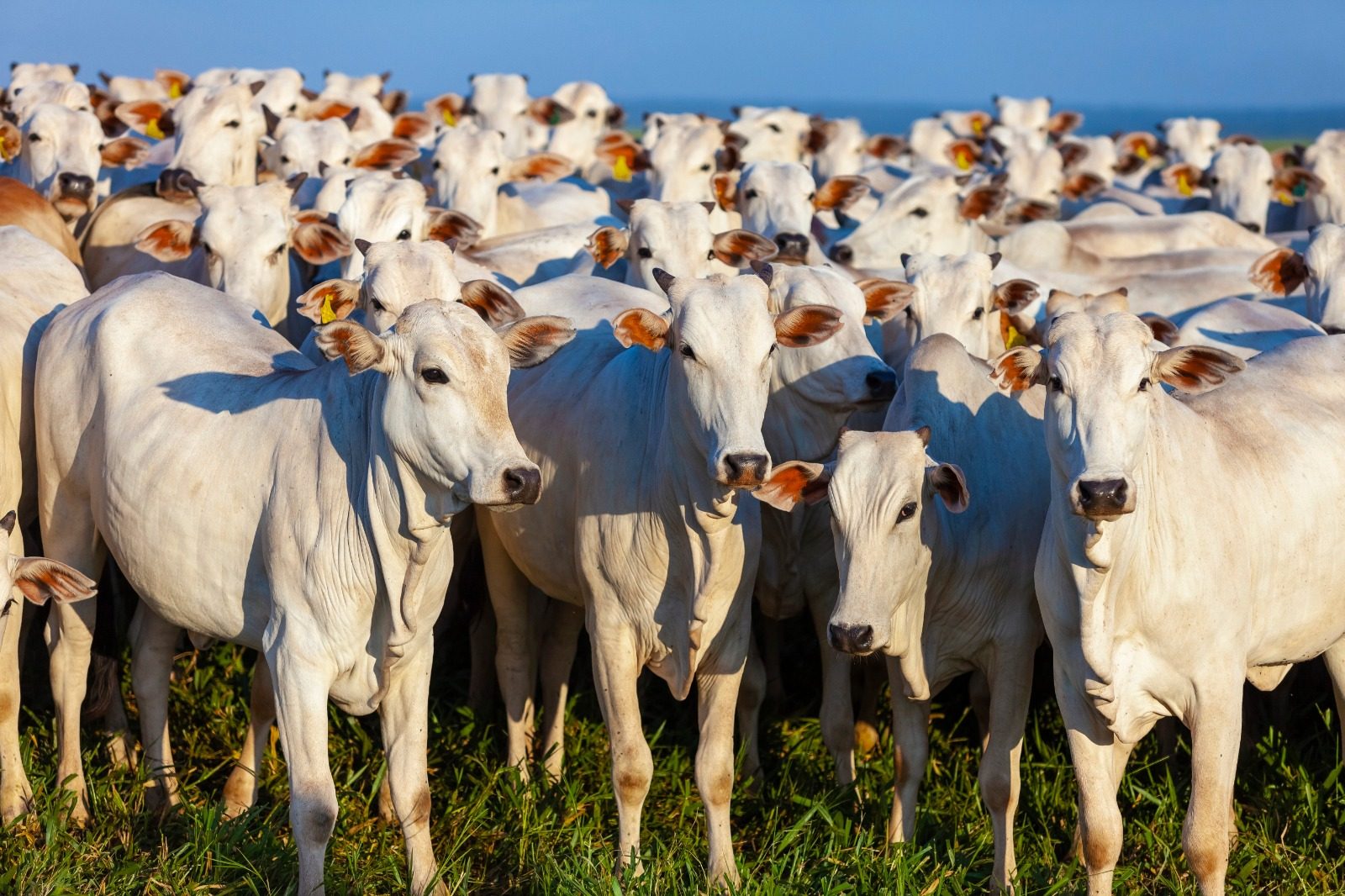 Mato Grosso reduz envio de bovinos para frigoríficos de outros estados; diferencial de base com São Paulo se aproxima e fortalece o abate interno