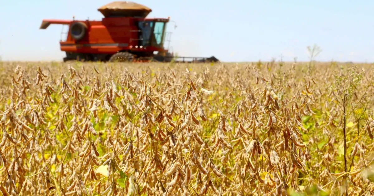 Desenvolvimento Agrícola Positivo no Paraná: Chuva e Temperaturas Elevadas Favorecem Culturas de Soja, Milho e Mais