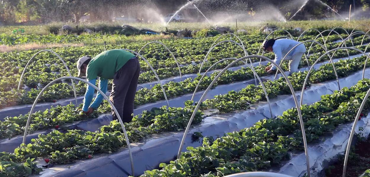 Avanços Históricos no Plano Safra 2025/2026: Inclusão, Sustentabilidade e Recorde de Financiamentos para Agricultura Familiar