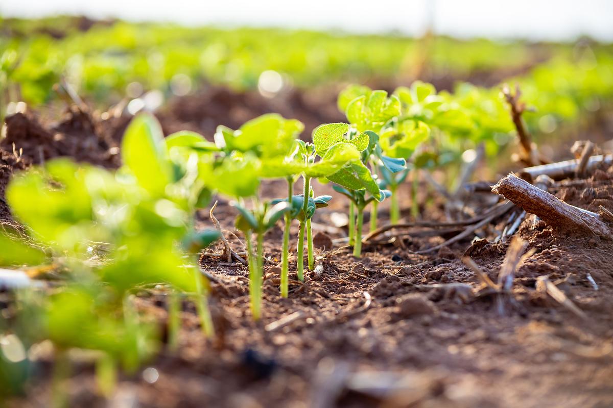 Prazo Final para Cadastro de Produtores de Soja em Mato Grosso: Evite Multas!