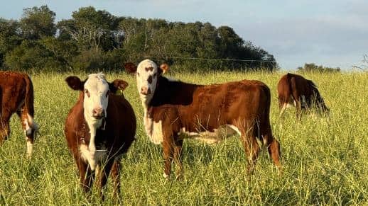 Preço da arroba do bezerro cai em junho de 2026