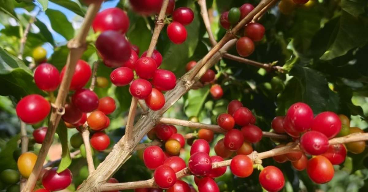 Minas Gerais registra recorde nas exportações do agronegócio em 2025: US$ 19,9 bilhões; coffee lidera e China é principal destino