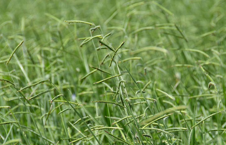 Nova braquiária decumbens da Embrapa aumenta forragem, produtividade e ILP no Cerrado