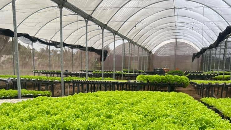 Governo de MT investe R$ 3 milhões em 286 hortas escolares para educação ambiental.