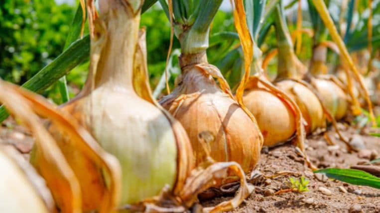 Safra 2026/2027 de cebola em São José do Norte (RS): irrigação reduz déficit hídrico e expectativa de preços a R$2/kg