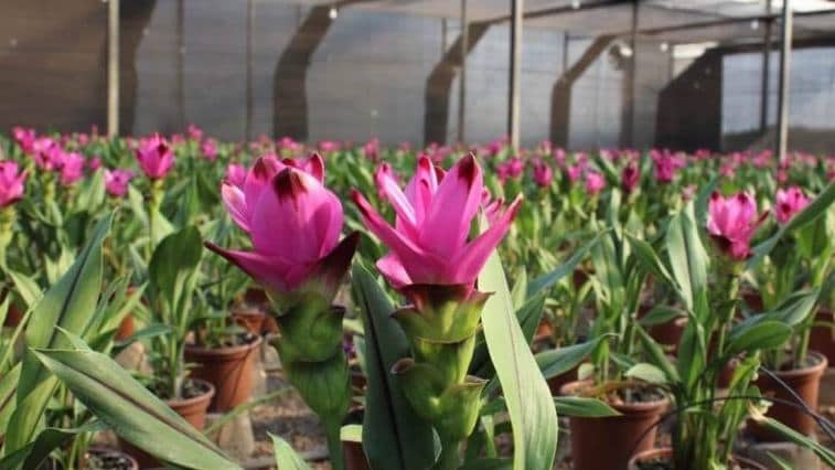 Dia dos Namorados 2026: Mercado de flores no Brasil deve crescer 8% com rosas, orquídeas e arranjos personalizados