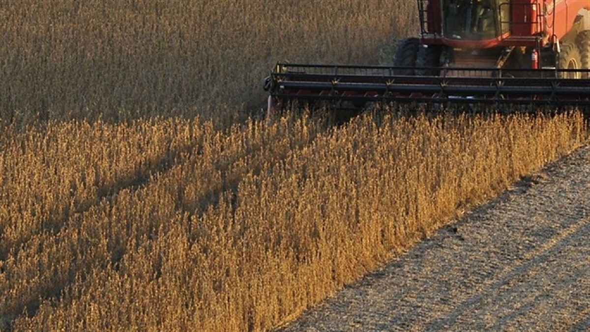 Safra de Soja 2025/26: Brasil Alcança Produção Recorde com Condições Climáticas Favoráveis