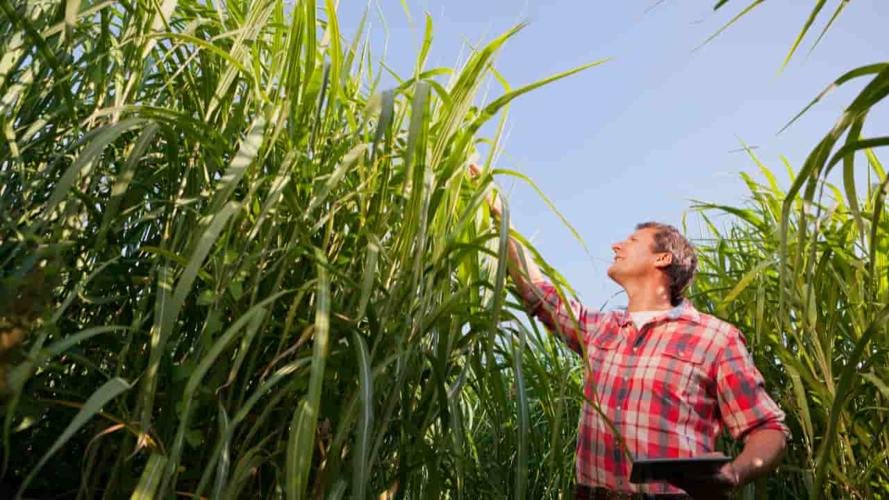 Atualização do Zarc: Impactos para Cana-de-Açúcar e Expansão da Agricultura Sustentável no Brasil