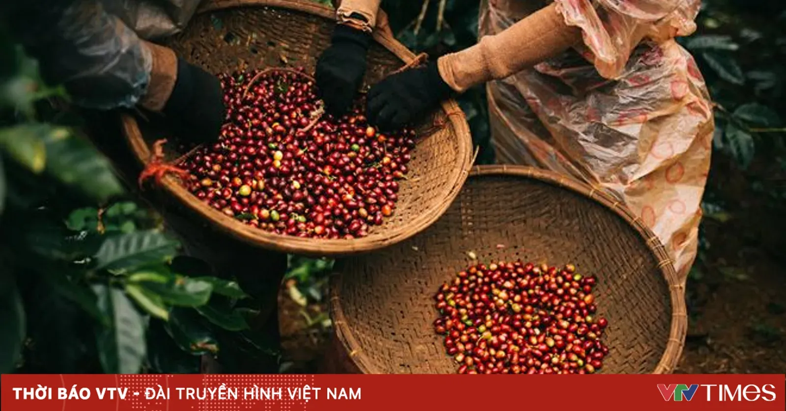 Café Robusta cai no Vietnã e no mercado global; arroz para exportação recua e bolsas de Londres e Nova York pressionam os preços