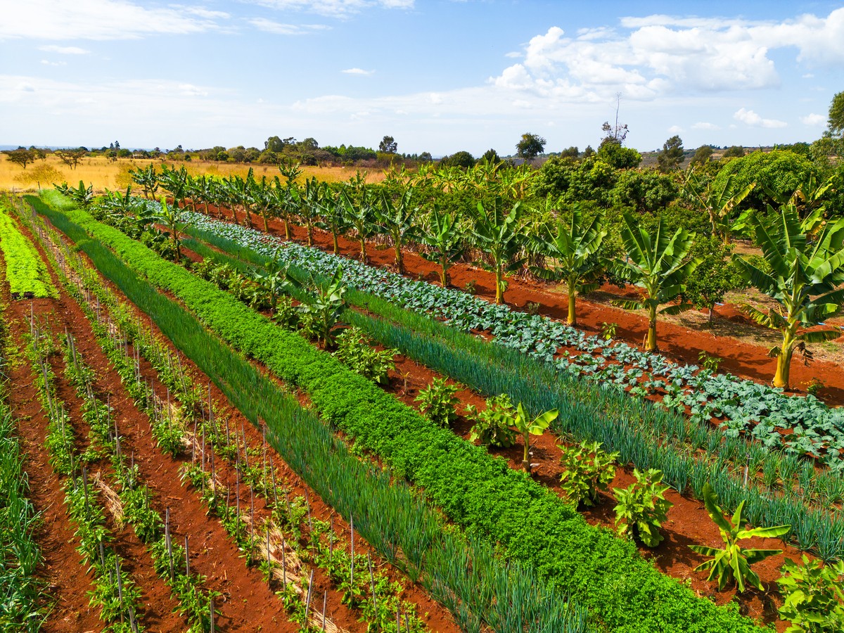 Pronaf: Governo amplia crédito para Agricultura Familiar com Desenrola Rural, aumenta limites e mira o Plano Safra 2026/27