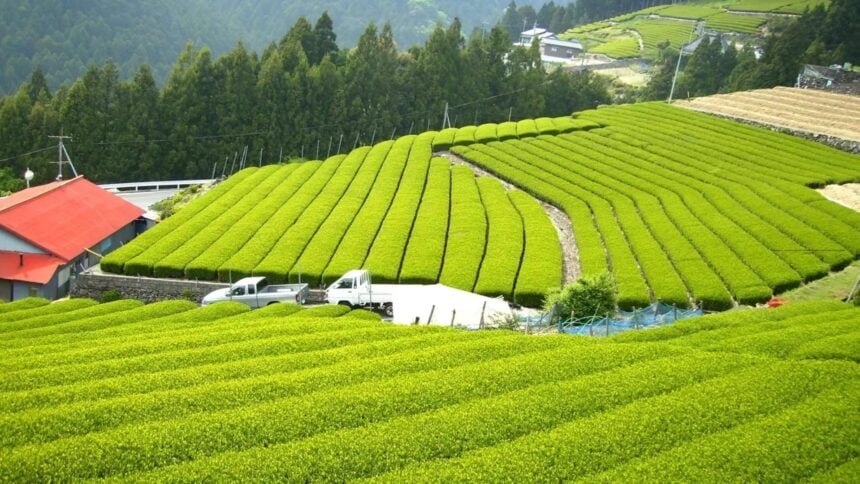 Matcha em Boom: Mercado Global Pode Chegar a US$ 7,43 bilhões até 2030 e Consumo Doméstico dos EUA Alcança US$ 340 milhões até 2033