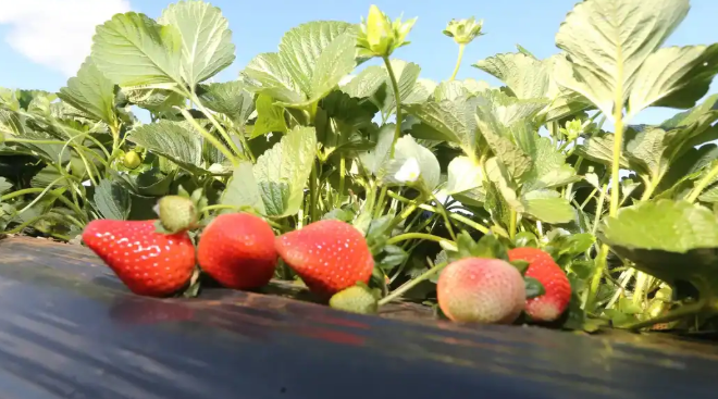 Morango e Portaria 886/2026: mudanças em classificação, embalagem e rotulagem preocupam produtores do RS; Fetag-RS cobra esclarecimentos