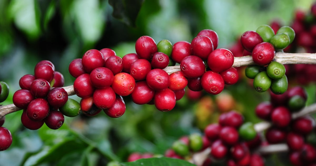"VBP Agropecuário de Minas Gerais Bate Recorde: Café e Pecuária Impulsionam Crescimento de 13,5%"
