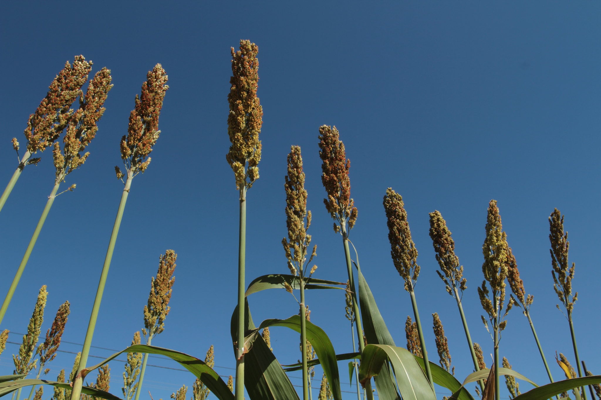 "Expansão do Sorgo em 2026: Crescimento Recorde e Novas Oportunidades de Mercado"