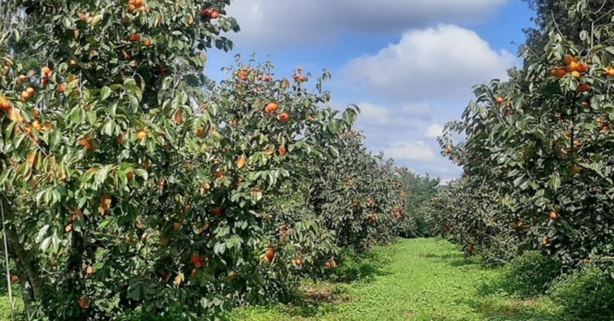 Defesa Fitossanitária na Fruticultura: CNA debate Cancro Bacteriano da Videira, mosca-da-carambola, greening dos citros e consulta pública SDA 1.620